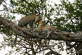 Africa. Tanzania. African leopards (Panthera pardus) in a tree, Serengeti National Park.