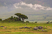 Afrika. Tansania. Afrikanischer Löwe (Panthera Leo) am Ngorongoro-Krater in der Ngorongoro Conservation Area.