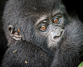 Africa, Uganda, Bwindi Impenetrable Forest and National Park. Mountain, or eastern gorillas, Gorilla beringei.