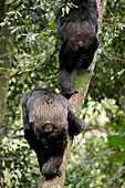 Afrika, Uganda, Kibale-Nationalpark, Ngogo-Schimpansenprojekt. Schimpansen sind von Natur aus Kletterer und klettern mühelos auf Baumstämme.