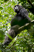 Afrika, Uganda, Kibale-Nationalpark, Ngogo-Schimpansenprojekt. Ein männlicher Schimpanse sitzt auf der Biegung eines Baumes und lässt seine Füße baumeln.