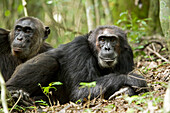 Afrika, Uganda, Kibale-Nationalpark, Ngogo-Schimpansenprojekt. Zwei ruhende männliche Schimpansen blicken in Richtung eines ankommenden Schimpansen.