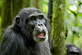 Afrika, Uganda, Kibale-Nationalpark, Ngogo-Schimpansenprojekt. Ein wilder männlicher Schimpanse ist in Alarmbereitschaft, als andere Schimpansen eintreffen.