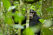 Afrika, Uganda, Kibale-Nationalpark, Ngogo-Schimpansenprojekt. Junger erwachsener männlicher Schimpanse sitzt zwischen den Bäumchen im Wald.