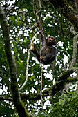 Africa, Uganda, Kibale National Park, Ngogo Chimpanzee Project. An infant chimpanzee climbs a vine.