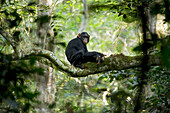 Afrika, Uganda, Kibale-Nationalpark, Ngogo-Schimpansenprojekt. Wilder, junger, männlicher Schimpanse, der auf dem Ast eines Baumes sitzt und seine Umgebung beobachtet.