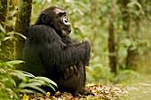 Afrika, Uganda, Kibale-Nationalpark, Ngogo-Schimpansenprojekt. Ein wilder Schimpanse sitzt auf einem Weg und ruht sich an einem Baum aus.