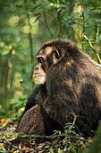 Afrika, Uganda, Kibale-Nationalpark. Ngogo-Schimpansen-Projekt. Ein männlicher Schimpanse sitzt und beobachtet seine Umgebung, während er gestriegelt wird.