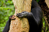 Africa, Uganda, Kibale National Park, Ngogo Chimpanzee Project. The long, narrow hands of a female chimpanzee and her offspring embrace a decaying tree, their faces hidden as they eat the dead wood from the trunk.