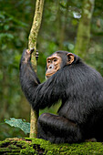 Afrika, Uganda, Kibale-Nationalpark, Ngogo-Schimpansenprojekt. Junger erwachsener Schimpanse lauscht und erwartet die Ankunft der anderen Schimpansen in seiner Gemeinschaft