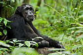 Afrika, Uganda, Kibale-Nationalpark, Ngogo-Schimpansenprojekt. Wilder männlicher Schimpanse sitzt an einen Baum gelehnt und beobachtet seine Umgebung.