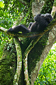 Africa, Uganda, Kibale National Park, Ngogo Chimpanzee Project. Wild chimpanzee rests on a vine.