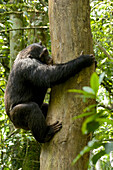 Afrika, Uganda, Kibale-Nationalpark, Ngogo-Schimpansenprojekt. Ein männlicher Schimpanse klammert sich an einen toten Baum und schabt mit seinen Zähnen verrottetes Holz vom Baumstamm.