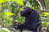 Schimpanse frisst wilde Jackfrucht, Kibale-Nationalpark, Uganda