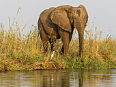 Afrika, Sambia. Elefant neben dem Sambesi-Fluss