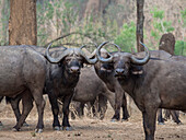 Africa, Zambia. Herd of Cape buffaloes
