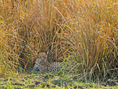 Africa, Zambia. Leopard resting in grass