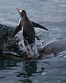 Eselspinguin beim Auftauchen aus dem Meer, Antarktis