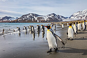 South Georgia Island, St. Andrew's Bay. King penguins walk on beach