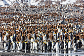 South Georgia Island, St. Andrew's Bay. Overview of king penguins colony