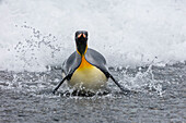 South Georgia Island, Salisbury Plains. King penguin emerges onto beach