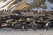 Antarctica, South Georgia Island, Gold Harbor. King penguins and elephant seals