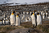 Antarktis, Insel Südgeorgien, St. Andrews Bay. Königspinguine an ihren Nestern