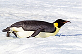 Antarktis, Snow Hill. Ein Kaiserpinguin stützt sich mit seinen Füßen auf dem Bauch ab, um Energie zu sparen.