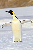 Antarctica, Snow Hill. An emperor penguin adult stands by itself vocalizing and flapping its flippers.