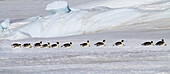 Antarktis, Schneehügel. Kaiserpinguine kehren auf ihren Bäuchen über das Eis zur Brutstätte zurück.