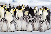 Antarktis, Schneehügel. Eine große Anzahl von Küken drängt sich am Rande der Kolonie zusammen.