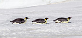 Antarctica, Snow Hill. Three emperor penguin adults return to the colony on their bellies to conserve energy.