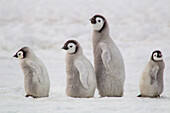 Antarktis, Schneehügel. Eine Gruppe von Kaiserpinguinküken bewegt sich auf der Suche nach ihren Eltern von einem Bereich der Kolonie zu einem anderen.