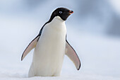 Antarctic Peninsula, Half Moon Island. Adelie penguin with wings out.