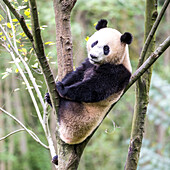 Asia, China, Sichuan Province, Mt. Qincheng Town, Giant Panda