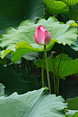 Lotusteich im Garten des bescheidenen Verwalters, UNESCO-Weltkulturerbe, Suzhou, Provinz Jiangsu, China