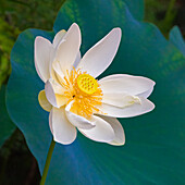 Lotus flower, Guangxi Province, China