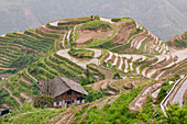 Reisterrassen mit Drachenstacheln Longsheng, China.