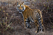 Tiger, Bandhavgarh-Nationalpark, Indien