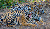 Bengalische Tiger, Bandhavgarh-Nationalpark, Indien