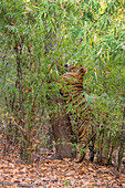 Indien, Madhya Pradesh, Bandhavgarh-Nationalpark. Männlicher bengalischer Tiger beim Markieren eines Baumes in einem Bambushabitat, bedrohte Tierart.
