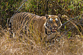 India. Male Bengal tiger (Pantera Tigris Tigris) enjoys the cool of a water hole at Bandhavgarh Tiger Reserve.