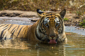 India. Male Bengal tiger (Pantera Tigris Tigris) enjoys the cool of a water hole at Bandhavgarh Tiger Reserve.