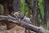 India. Grey langur, Hanuman langur (Semnopithecus entellus) at Bandhavgarh Tiger Reserve