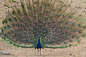 India. Peacock (Pavo cristatus) on display at Bandhavgarh Tiger Reserve.