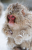 Asien, Japan, Nagano, Jigokudani Yaen Koen, Snow Monkey Park, Japanmakaken, Macaca fuscata. Porträt eines mit Schnee bedeckten Japanmakakenbabys.