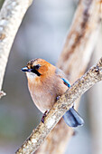 Asien, Japan, Hokkaido, Kussharo-See, Eichelhäher, Garrulus glandarius. Porträt eines Eichelhähers, der auf einem Baumstamm sitzt.