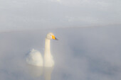 Asien, Japan, Hokkaido, Kussharo-See, Singschwan, Cygnus cygnus. Ein Singschwan taucht in der Morgendämmerung aus dem dichten Nebel auf.