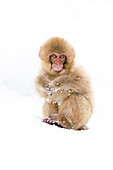 Asien, Japan, Nagano, Jigokudani Yaen Koen, Snow Monkey Park, Japanmakak, Macaca fuscata. Porträt eines Japanmakaken im Schnee.