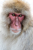Japan, Yamanouchi. Jigokudani Affenpark, Porträt eines Affen